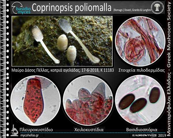 Coprinopsis poliomalla (Romagn.) Doveri, Granito & Lunghini 