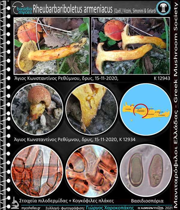 Rheubarbariboletus armeniacus (Quél.) Vizzini, Simonini & G