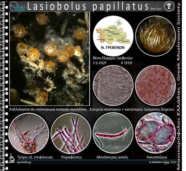 Lasiobolus papillatus (Pers.) Sacc. 