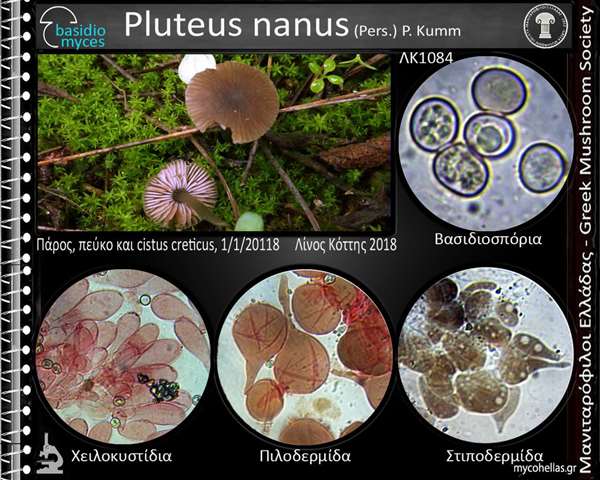Pluteus nanus (Pers.) P. Kumm