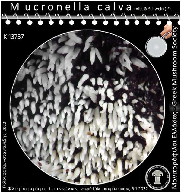 Mucronella calva (Alb. & Schwein.) Fr. 