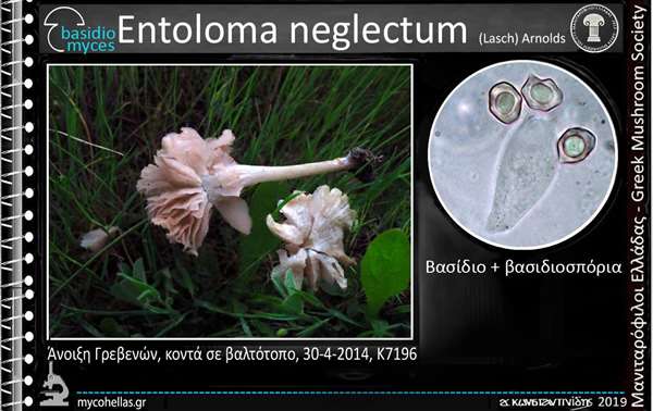 Entoloma neglectum (Lasch) Arnolds