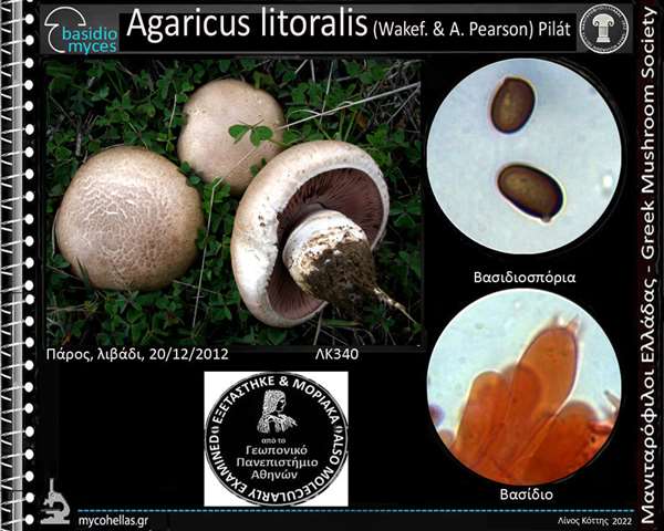 Agaricus litoralis (Wakef. & A. Pearson) Pilát 