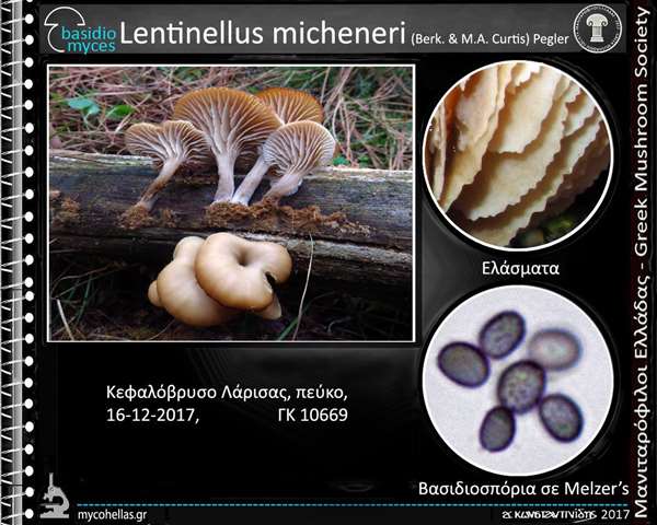 Lentinellus micheneri (Berk. & M.A. Curtis) Pegler 