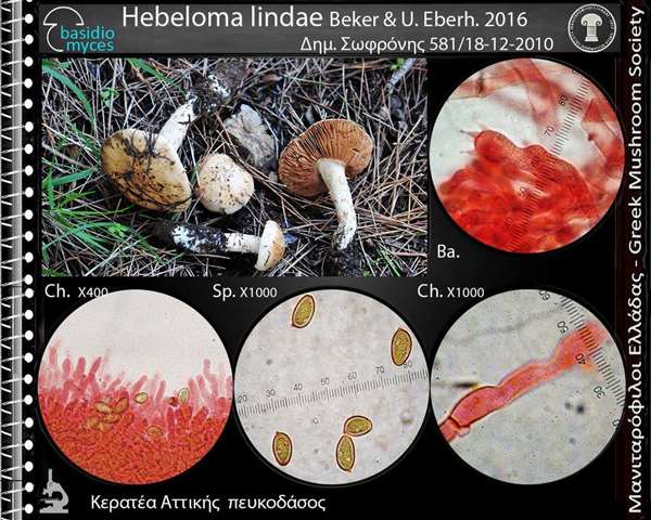 Hebeloma lindae Beker & U. Eberh.