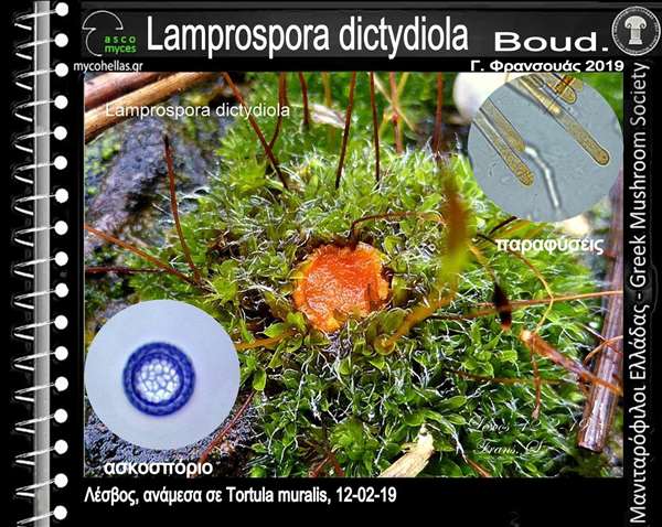 Lamprospora dictydiola Boud.
