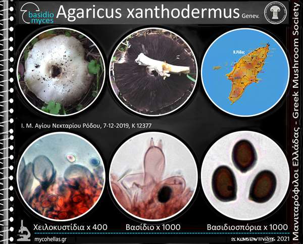 Agaricus xanthodermus Genev.