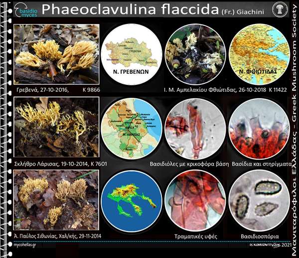 Phaeoclavulina flaccida (Fr.) Giachini