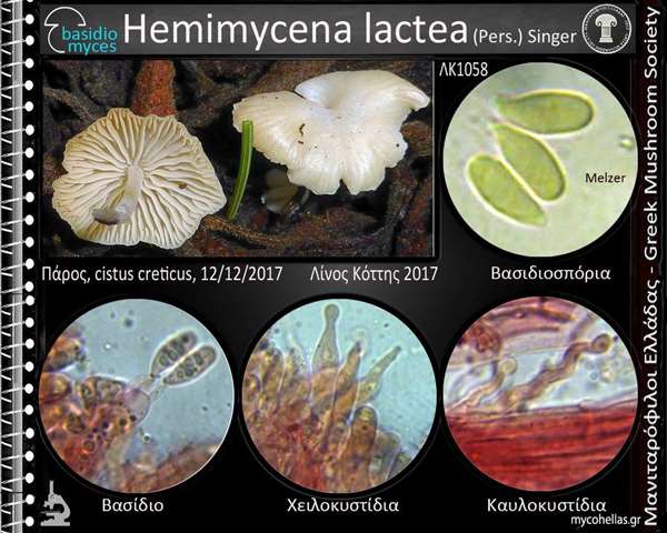 Hemimycena lactea (Pers.) Singer