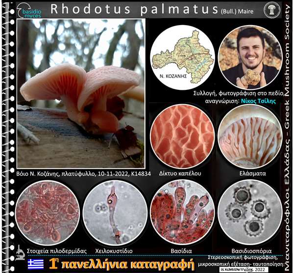 Rhodotus palmatus (Bull.) Maire