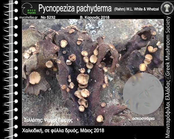 Pycnopeziza pachyderma (Rehm) W.L. White & Whetzel