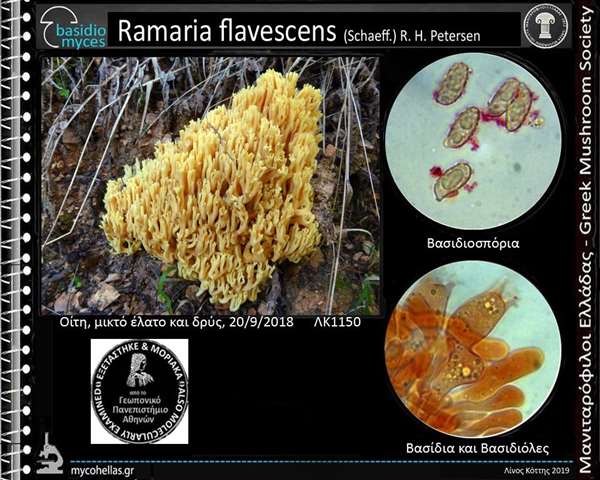 Ramaria flavescens (Schaeff.) R. H. Petersen
