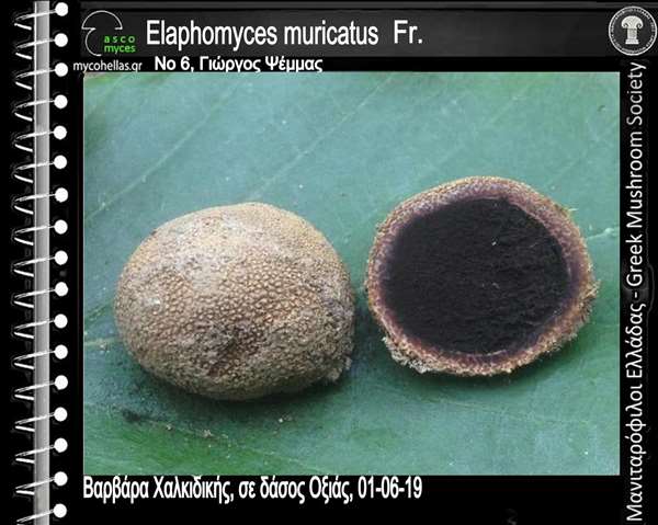 Elaphomyces muricatus Fr.