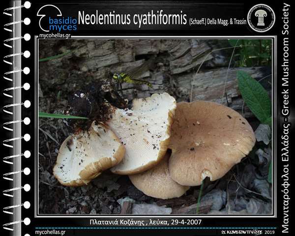 Neolentinus cyathiformis (Schaeff.) Della Magg. & Trassin 