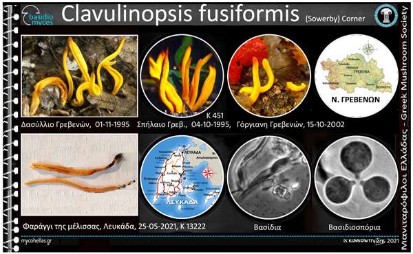 Clavulinopsis fusiformis (Sowerby) Corner