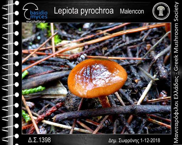 Lepiota pyrochroa Malençon