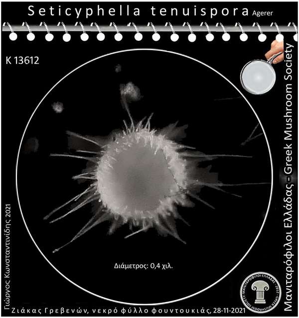 Seticyphella tenuispora Agerer