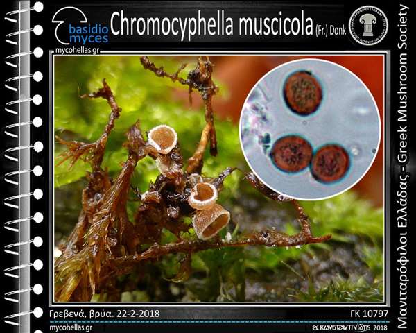 Chromocyphella muscicola (Fr.) Donk