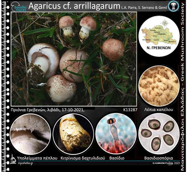 Agaricus cf. arrillagarum L.A. Parra, S. Serrano & Geml
