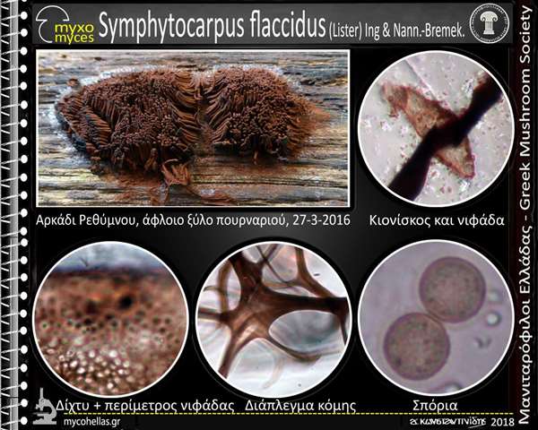 Symphytocarpus flaccidus (Lister) Ing & Nann.-Bremek. 