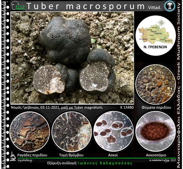 Tuber macrosporum Vittad. 