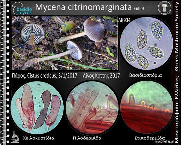 Mycena citrinomarginata Gillet 