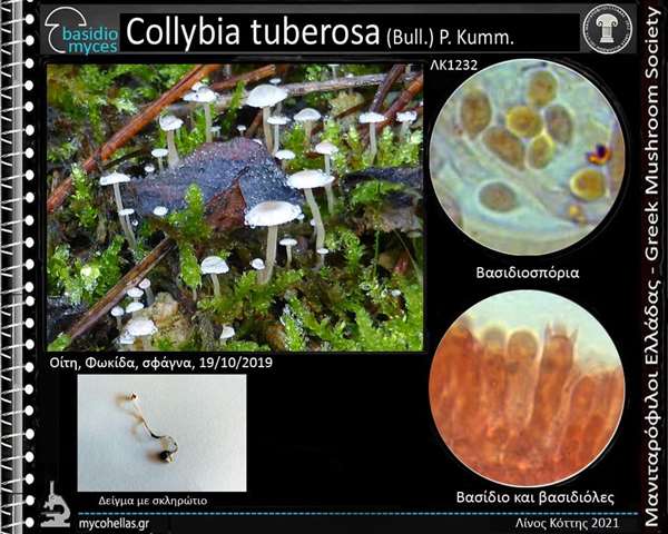 Collybia tuberosa (Bull.) P. Kumm.