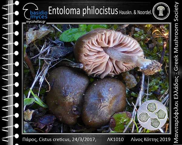 Entoloma philocistus Hauskn. & Noordel.