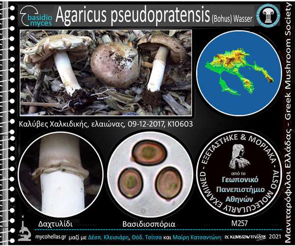 Agaricus pseudopratensis (Bοhus) Wasser