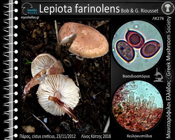 Lepiota farinolens Bob & G. Riousset