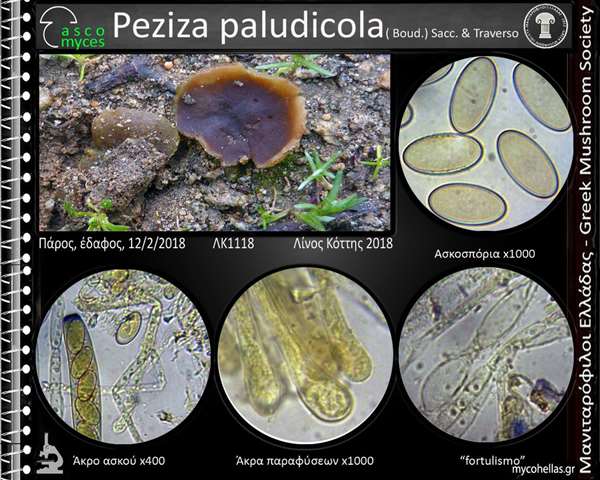 Peziza paludicola (Boud.) Sacc. & Traverso