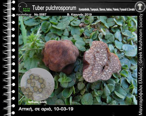 Tuber pulchrosporum Konstantinidis, Tsampazis, Slavova, Nak