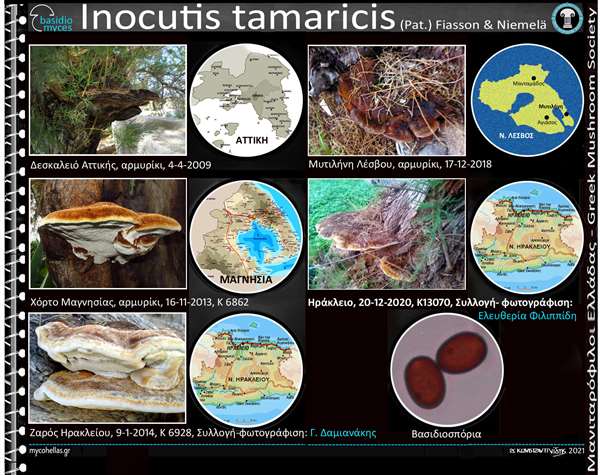 Inocutis tamaricis (Pat.) Fiasson & Niemelä