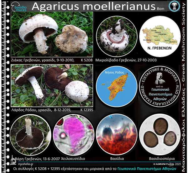 Agaricus moellerianus Bon