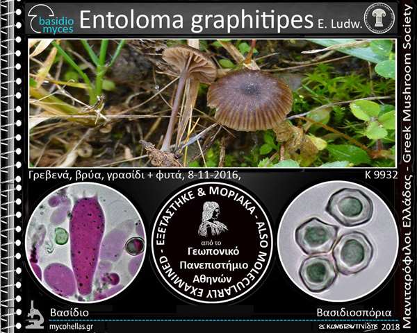 Entoloma graphitipes E. Ludw. 