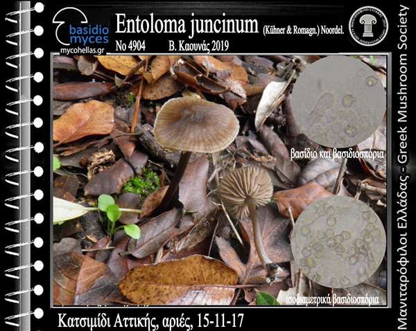 Entoloma juncinum (Kühner & Romagn.) Noordel.