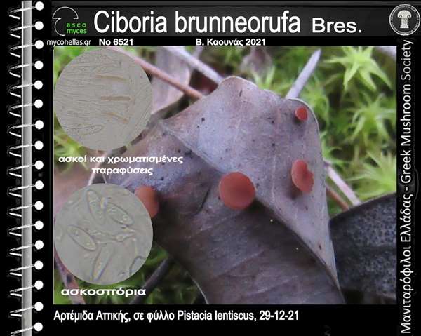 Ciboria brunneorufa Bres.