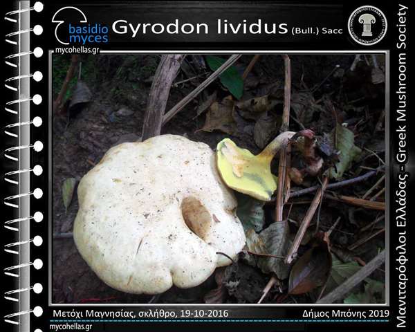 Gyrodon lividus (Bull.) Fr.