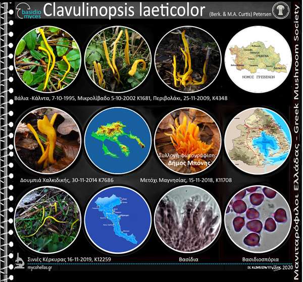 Clavulinopsis laeticolor (Berk. & M.A. Curtis) Petersen 