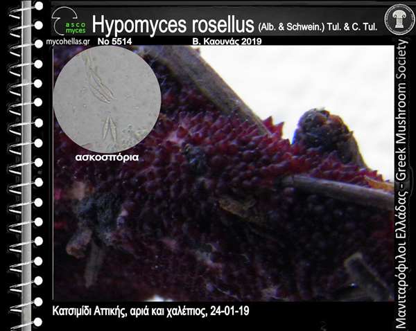 Hypomyces rosellus (Alb. & Schwein.) Tul. & C. Tul.