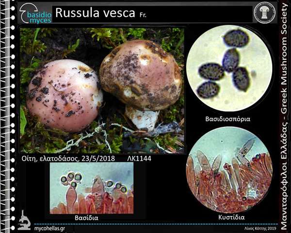 Russula vesca Fr.