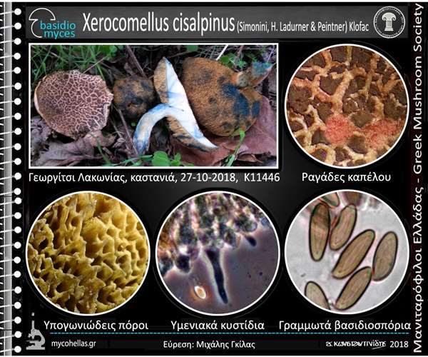 Xerocomellus cisalpinus (Simonini, H. Ladurner & Peintner) Klofac
