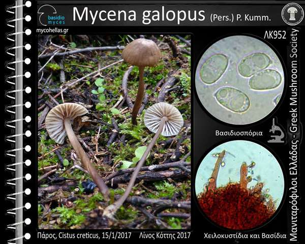 Mycena galopus (Pers.) P. Kumm. 