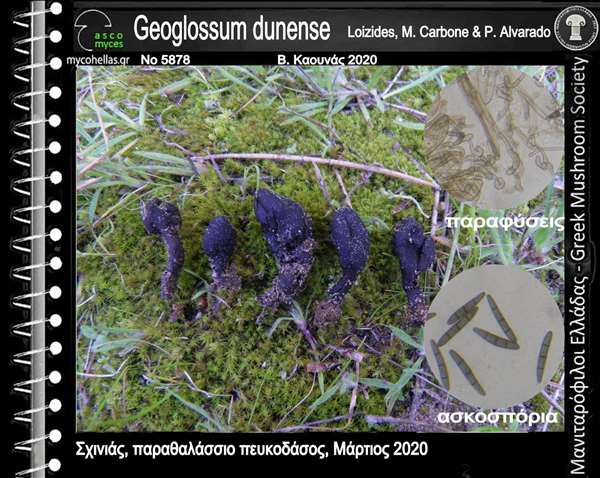 Geoglossum dunense Loizides, M. Carbone & P. Alvarado