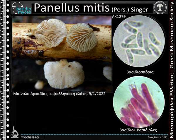 Panellus mitis (Pers.) Singer 