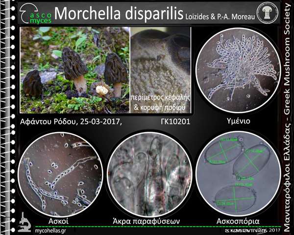 Morchella disparilis Loizides & P.-A. Moreau
