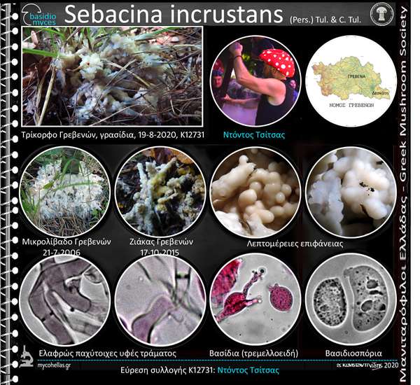 Sebacina incrustans (Pers.) Tul. & C. Tul.