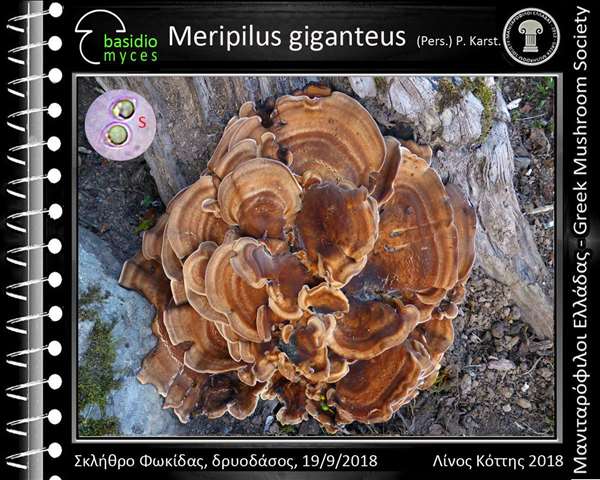 Meripilus giganteus (Pers.) P. Karst. 