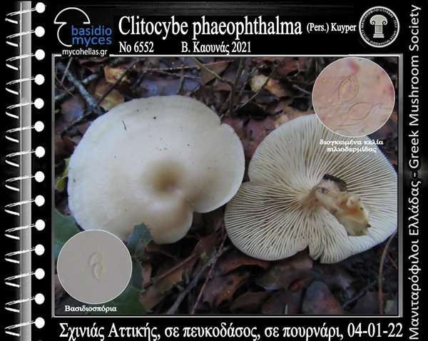Clitocybe phaeophthalma (Pers.) Kuyper 