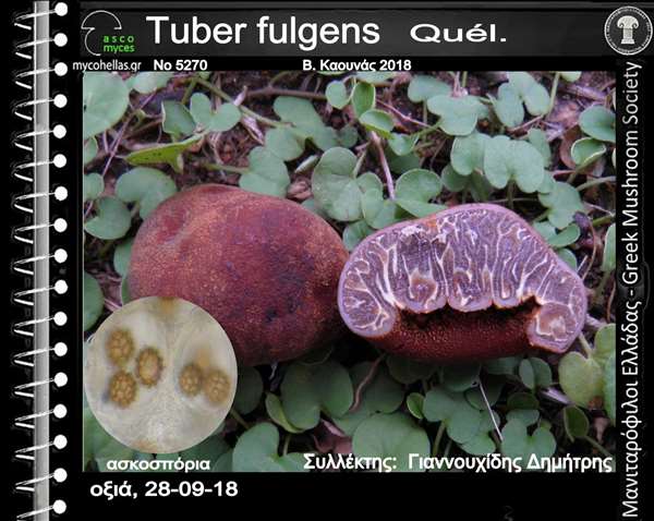 Tuber fulgens Quél.